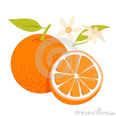 Whole and half orange fruit Vector Illustration