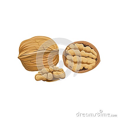 Whole, half and peeled piece of walnut. Cartoon nut icon. Organic snack. Cooking ingredient. Design element for healthy Vector Illustration