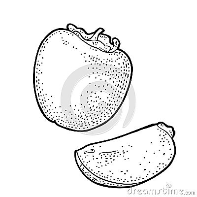 Whole and half persimmon. Vector vintage engraving color Vector Illustration