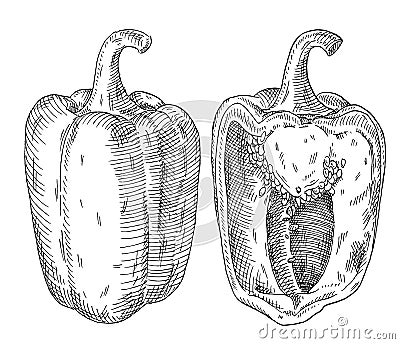 Whole and half sweet bell peppers. Vintage hatching vector black illustration. Vector Illustration