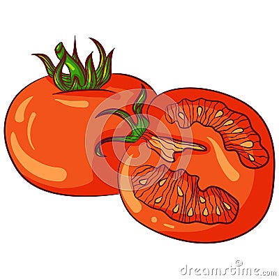 Whole and half tomato Vector Illustration