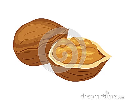 Whole and half walnut vector illustration isolated on white background. Nut vector Vector Illustration