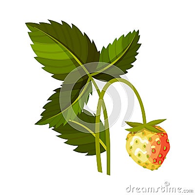 Whole Immature Strawberry Fruit Hanging on Thin Stalk Vector Illustration Vector Illustration