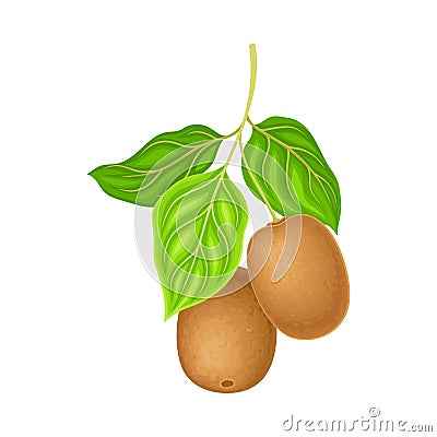 Whole Kiwifruit or Kiwi with Fibrous Brown Skin Hanging on Tree Branch Vector Illustration Vector Illustration