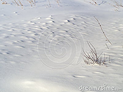 The whole land is covered with pure white snow. Small bumps are visible in the snow. A small bush without leaves Stock Photo