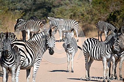 A Dazzle of Zebra Stock Photo