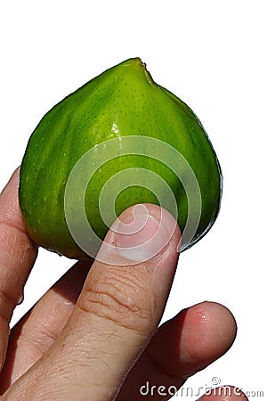 Whole mature fig fruit ficus carica held in adult man left hand on white background Stock Photo