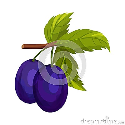 Whole Plum Berries Hanging on Tree Branch Vector Illustration Vector Illustration