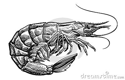 Raw black tiger shrimp on white background. Whole prawn, seafood vector illustration Vector Illustration