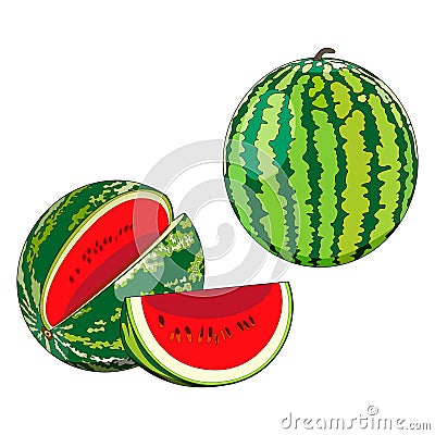 Whole and quarter watermelon in cartoon style for banner, flyer, menu. Fresh summer fruits and berries. Organic, healthy Vector Illustration