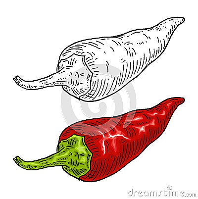 Whole red pepper chilli. Vintage engraving color illustration Vector Illustration