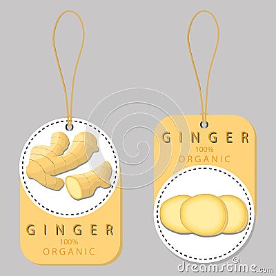 Whole ripe spice herb seasoning yellow root ginger Vector Illustration