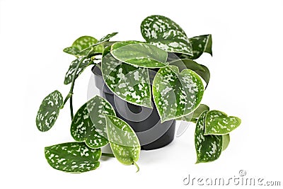 Whole `Scindapsus Pictus Exotica` tropical house plant, also called `Satin Pothos` with velvet texture and silver spot pattern Stock Photo