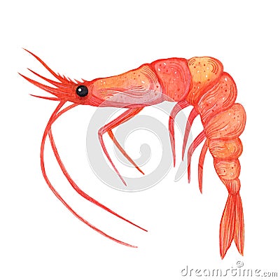 Whole sea shrimp. Watercolor illustration isolated on white background. Seafood sketch, fresh boiled prawn. Cartoon Illustration