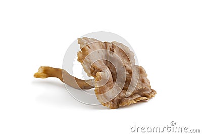 Whole single Chanterelle grise mushroom Stock Photo