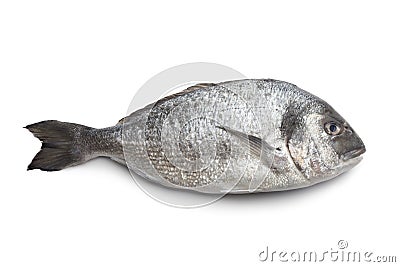 Whole single Dorade fish Stock Photo