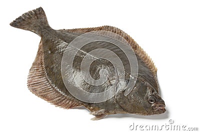 Whole single fresh European flounder Stock Photo