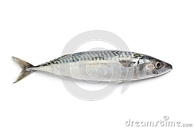 Whole single fresh mackerel Stock Photo