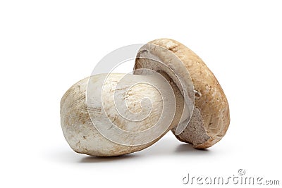 Whole single fresh porcini mushroom Stock Photo