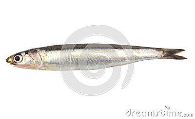 Whole single fresh raw european anchovy isolated Stock Photo