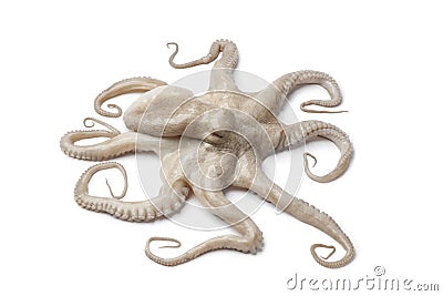 Whole single fresh raw octopus Stock Photo