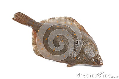 Whole single fresh raw plaice Stock Photo