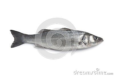 Whole single fresh sea bass Stock Photo