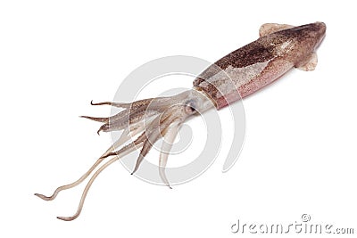 Whole single raw calamari Stock Photo