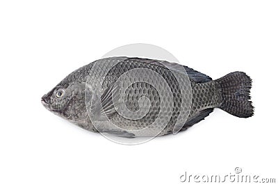 Whole single raw Tilapia fish Stock Photo