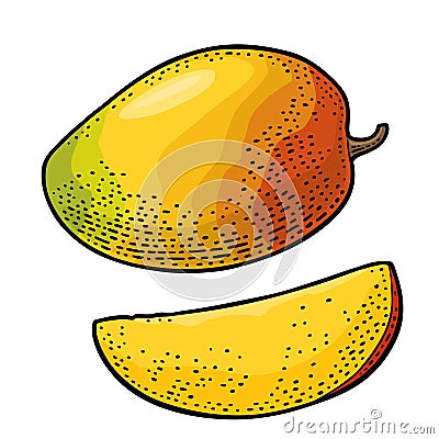 Whole and slice mango. Vector color vintage Vector Illustration