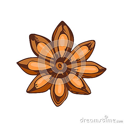 Whole star anise isolated on white background hand drawn aromatic spice food and seasoning aniseed aroma condiment Vector Illustration