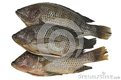 Whole Tilapia Fish Stock Photo