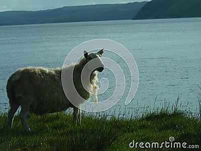 Whooly attentive sheep in front of a beautiful lake . Bad haircut for sheep lamb . Scottish english beautiful sheep scenic Stock Photo
