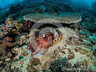 Whoop! Whoop! Whoop! Reef Cuttlefish. Sepia latimanus Stock Photo