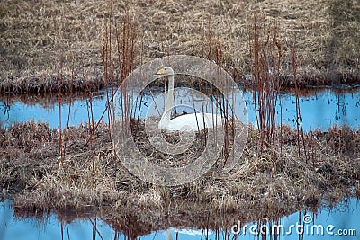 Whooper swan (Cygnus cygnus) came to the nest Stock Photo