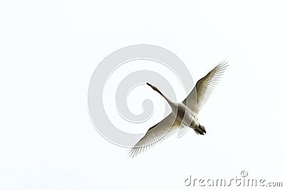 Whooper swan in flight Stock Photo