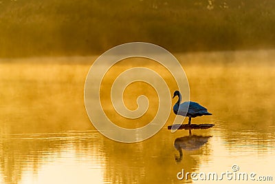 Whooper swan on reflecting on sunset shiny lake Stock Photo