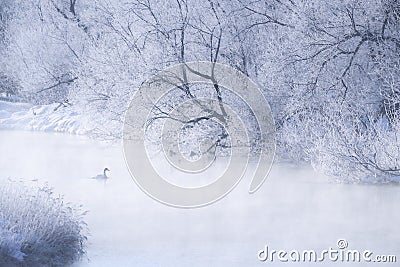 Whooper swan roosting in the river. Landscape of mystical and foggy environment at river. Otowa bridge. Stock Photo