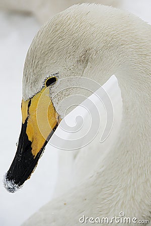 Whooper Swan 2 Stock Photo