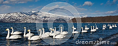 Whooper Swans Stock Photo