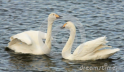 Whooper Swans Stock Photo