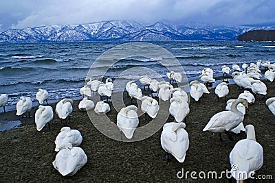 Whooper swans at Lake Kussharo, Japan, in winter Stock Photo