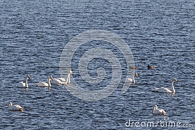 Whooper swans, Cygnus cygnus, and Mallard ducks in the Hananger water at Lista, Norway Stock Photo