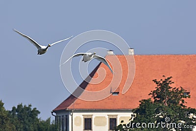Whooper swans in flight Stock Photo