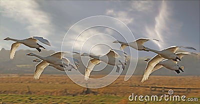 Whooper Swans Flying Stock Photo