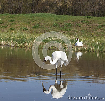 Whooping Crane pair in springtime Stock Photo