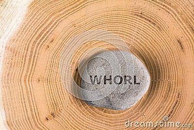 Whorl in stone on tree Stock Photo