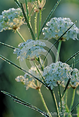 Whorled Milkweed 23013 Stock Photo