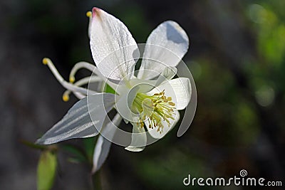 White flower of columbine, Aquilegia coerulea Stock Photo