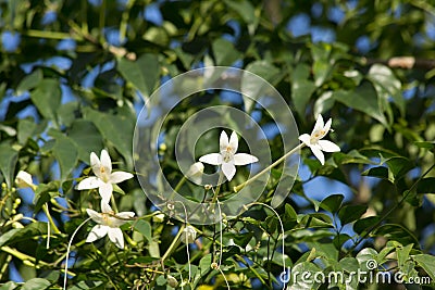 Whtie flower Indian cork tree and green leaf background Stock Photo